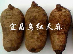 天麻爭(zhēng)錢嗎