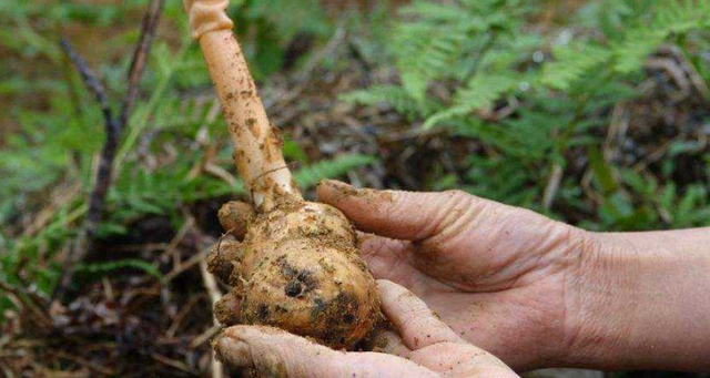天麻是幾年生草本植物