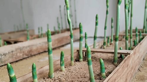 打造騰沖 翡翠天麻 品牌 助力全國林下天麻產(chǎn)區(qū)建設