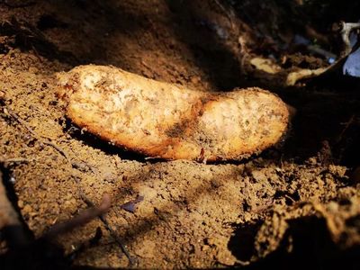 天麻是一種無根無葉的草本植物,卻能開花、結實、生子,神奇得很