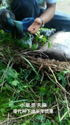 馨晨天麻經(jīng)營部